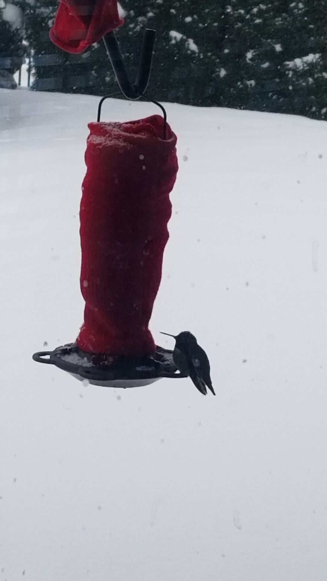 Anna's hummingbird